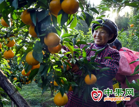 柑橘产业助农增收