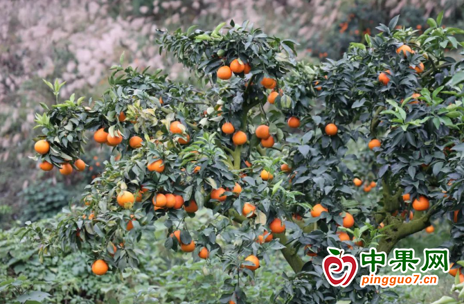 橘香飘千里 初冬迎丰收 ()