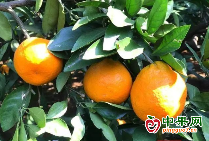橘子熟了 硕果满园喜丰收 ()