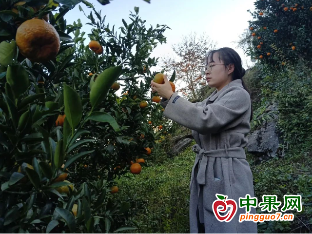 贵州省蕉坝镇：柑橘成熟采摘忙 ()