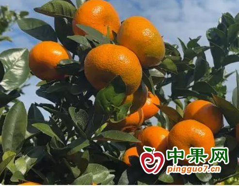 柑橘抢鲜上市 果农采摘冬季果实 ()