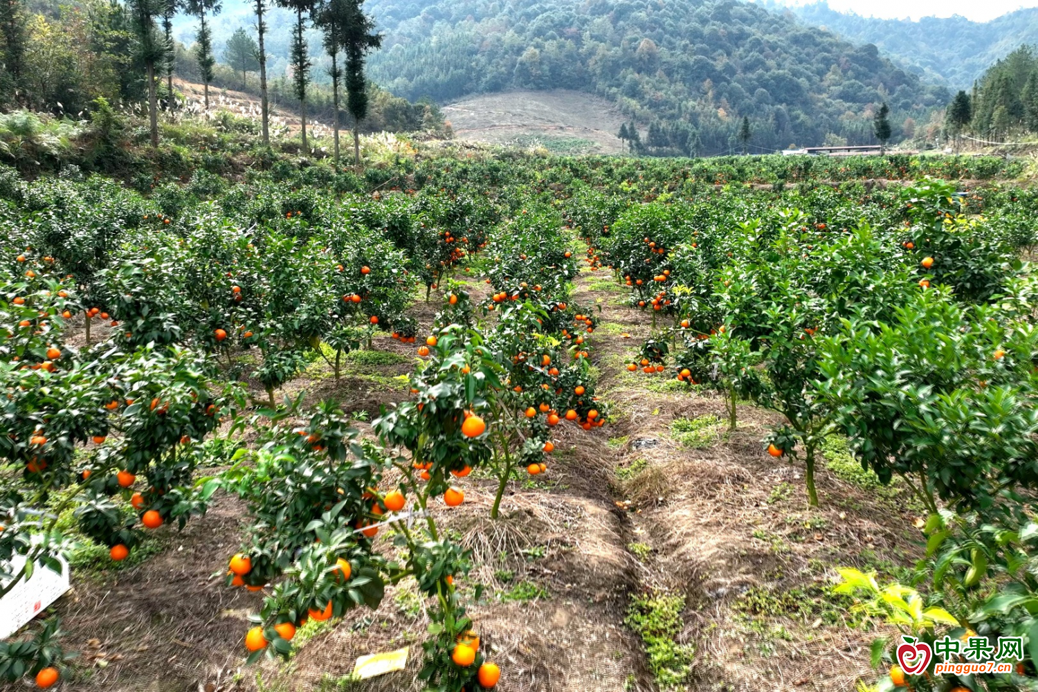 贵州平塘：2500亩柑橘获丰收 ()