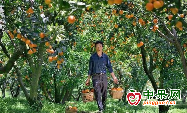 小柑橘成就“甜蜜”大产业 ()