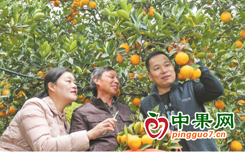 福建建瓯市柑橘产量翻一番 ()