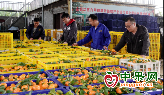 广西河池：砂糖橘丰产 众果农增收 ()