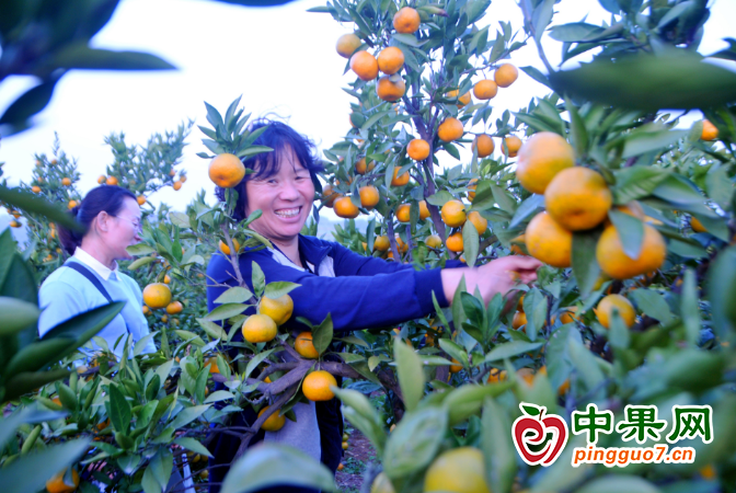 柑橘飘香 美了风景富了民