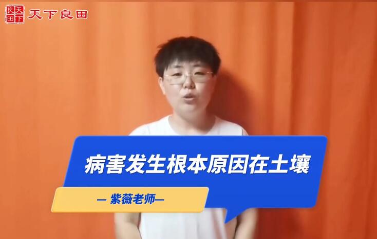 病害发生根本原因在土壤 ()