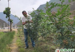 甘肃文县：花椒嫁接取得新成效 ()