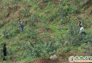 大足：花椒果实饱满，涨势喜人 ()
