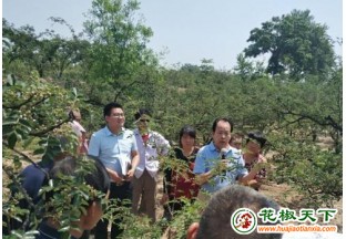 合阳县合义村：花椒产业成脱贫大产业 ()