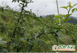 龙角镇张家村：花椒产业带动脱贫 ()