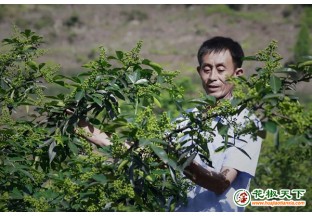 季家镇：花椒产业为民谋致富 ()