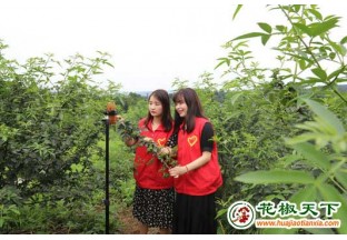纳溪区大渡口镇：花椒树成为“摇钱树” ()