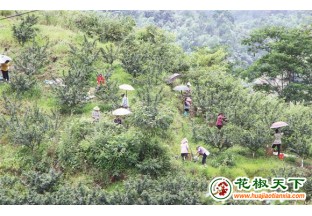 重庆：500亩花椒香满山 ()