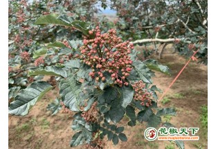 干谷：花椒树闯出致富路 ()