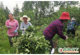 四川南充：青花椒迎来丰产丰收 ()