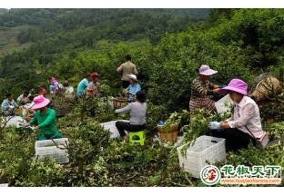 贵州务川：花椒丰产助农增收 ()