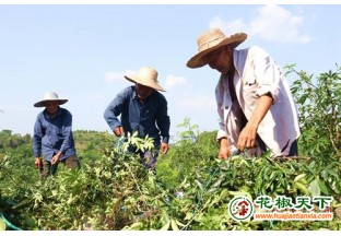 西充：花椒树长出致富果 ()
