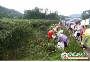德江花椒迎来采摘季 ()