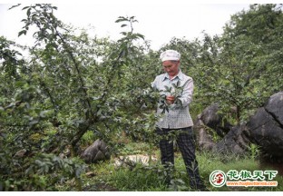 贵州务川：抢抓农时采摘花椒 ()