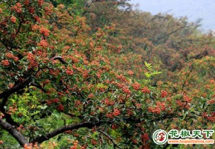 王屋山下新愚公 花椒巧变摇钱树 ()