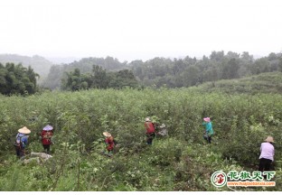 重庆石柱黎场乡：着力破解花椒销售瓶颈 ()