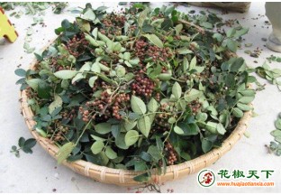 陕西韩城急需十万花椒采摘工 ()