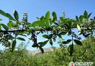 昭通：小小青花椒带动大产业 ()