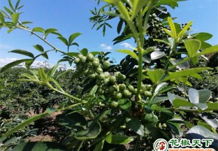 梓潼：万亩花椒、藤椒喜获丰收 ()