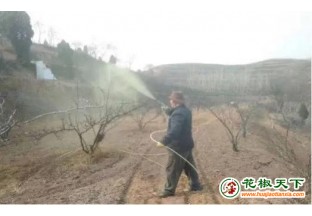 陕西韩城：强对流冷空气来袭，谨防花椒花芽冻害！ ()