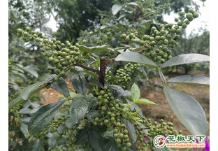重庆璧山：花椒滞销 村民“焦麻”了 ()
