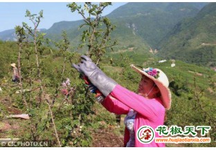 重庆巫山：花椒丰收采收忙 ()