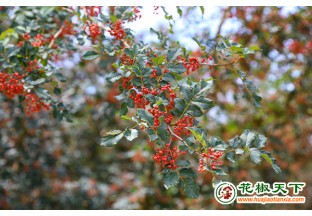 甘肃秦安：2.7万亩花椒即将进入采摘期 ()