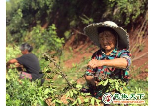 遂宁高新宝凤村：青花椒真正成为致富“摇钱树” ()