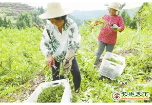 四川营山：多种模式打造“花椒之乡” ()