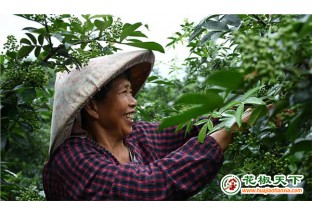 棕坪乡苍蒲溪村：小小花椒树成就大梦想 ()
