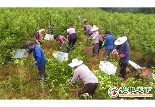 三合镇：三千多亩花椒成熟上市 ()