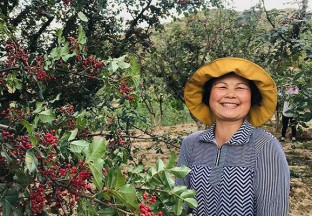 武都：花椒产业成脱贫金牌产业 ()