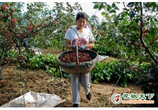 陕西潼关：花椒采购忙 ()