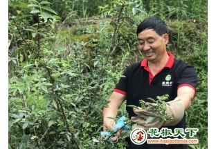 桐梓：花椒种植成致富门路 ()