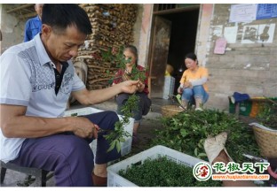 重庆市丰都县：花椒进入丰收期 ()