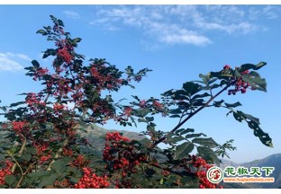甘肃武都：七月花椒满树红 ()