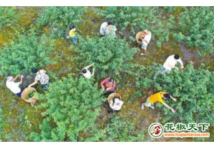 花椒铺就幸福大道 ()