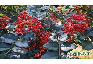 宝鸡花椒产值在10亿元以上！ ()