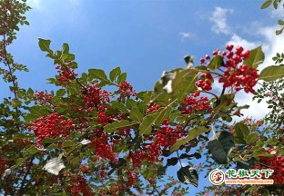 武都蒲池：花椒香飘四方 ()