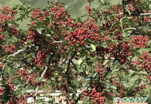 金川卡撒乡：花椒托起致富梦 ()