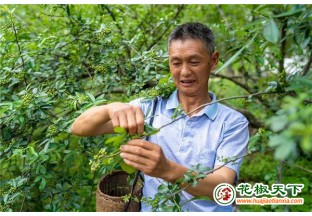 金阳青花椒抢先成熟 ()