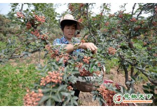 河北邯郸：小花椒变身致富大产业 ()