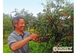 小小花椒树 脱贫大帮手 ()