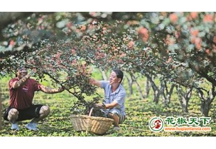 小花椒 致富宝 ()